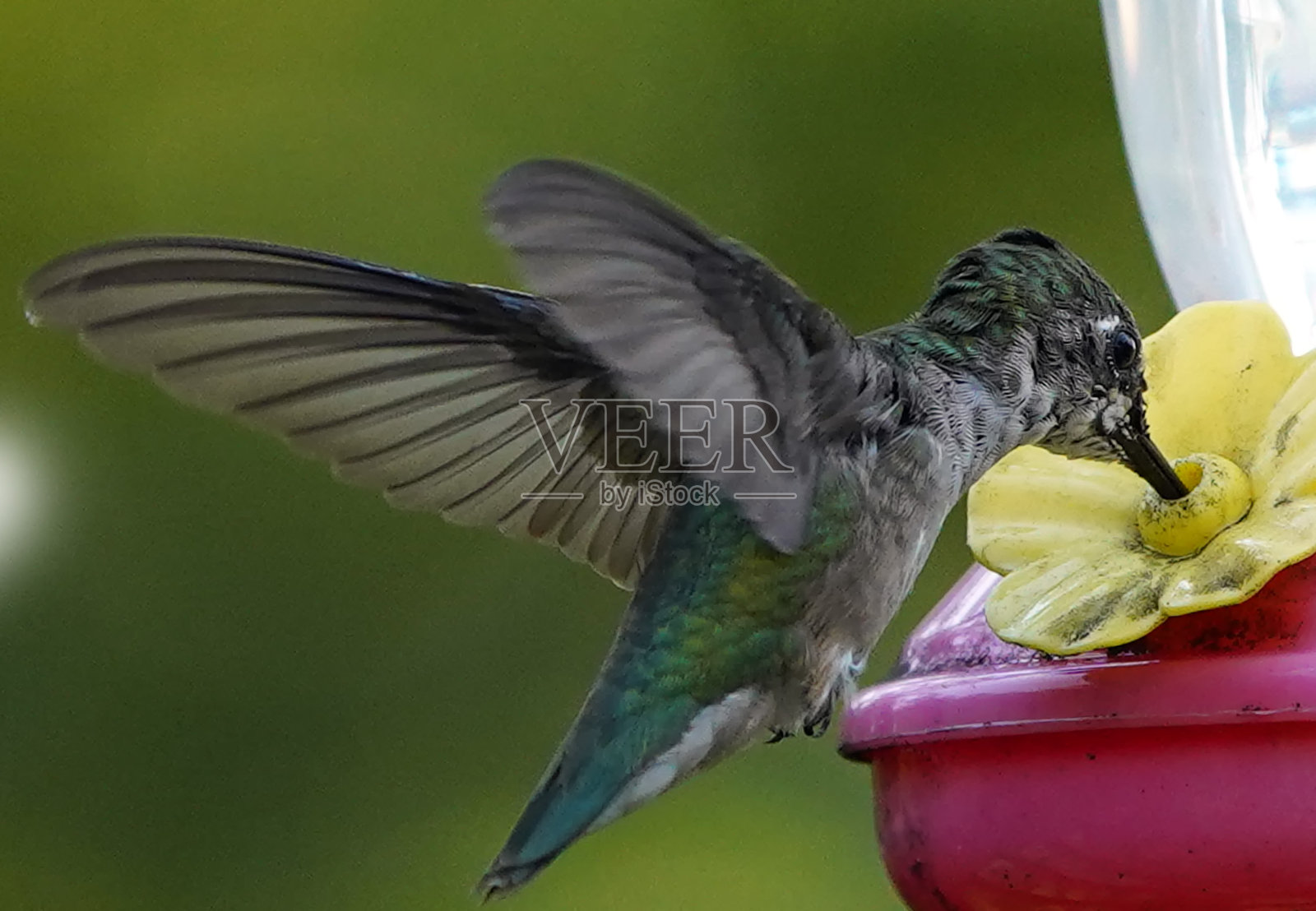 在吃照片摄影图片