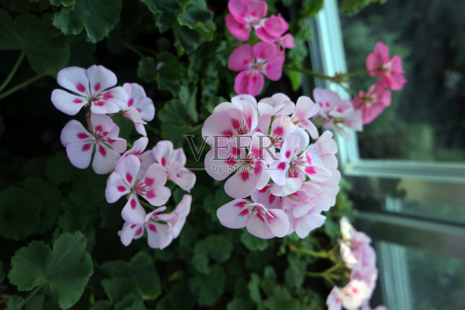 北海道的Furano & Biei照片摄影图片