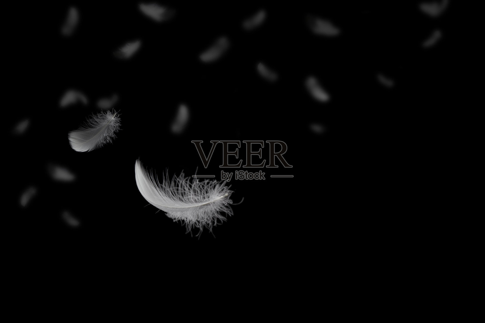 抽象的自由。一群轻盈蓬松的白色羽毛在黑暗中漂浮着。黑色背景。照片摄影图片