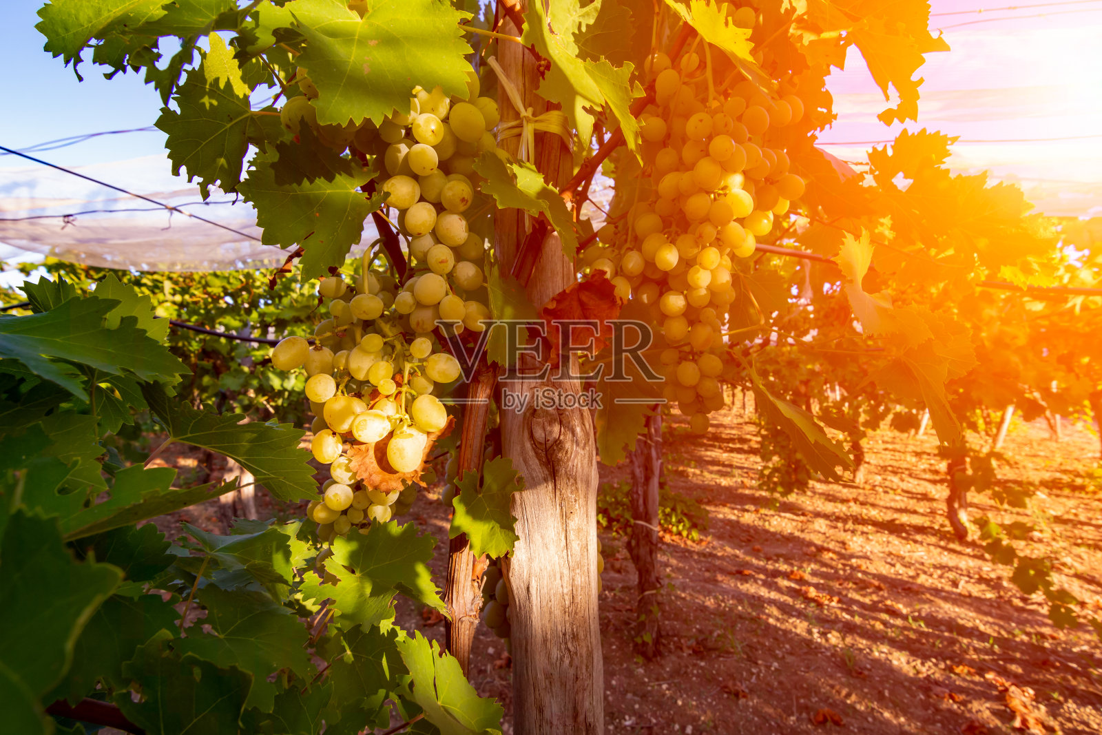 意大利葡萄种植园在夏季收获前的特写。完美的背景，葡萄酒的意象和自然产品的推广。白葡萄生产的桌子在意大利模糊的背景照片摄影图片