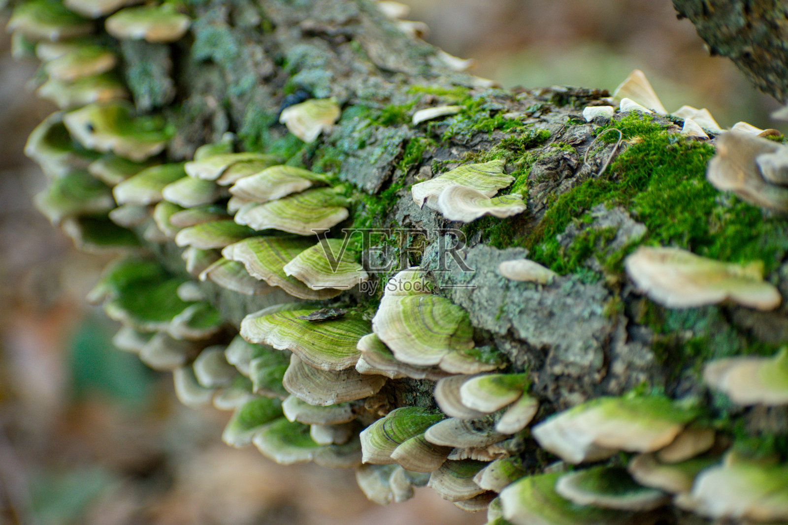 生命的周期照片摄影图片