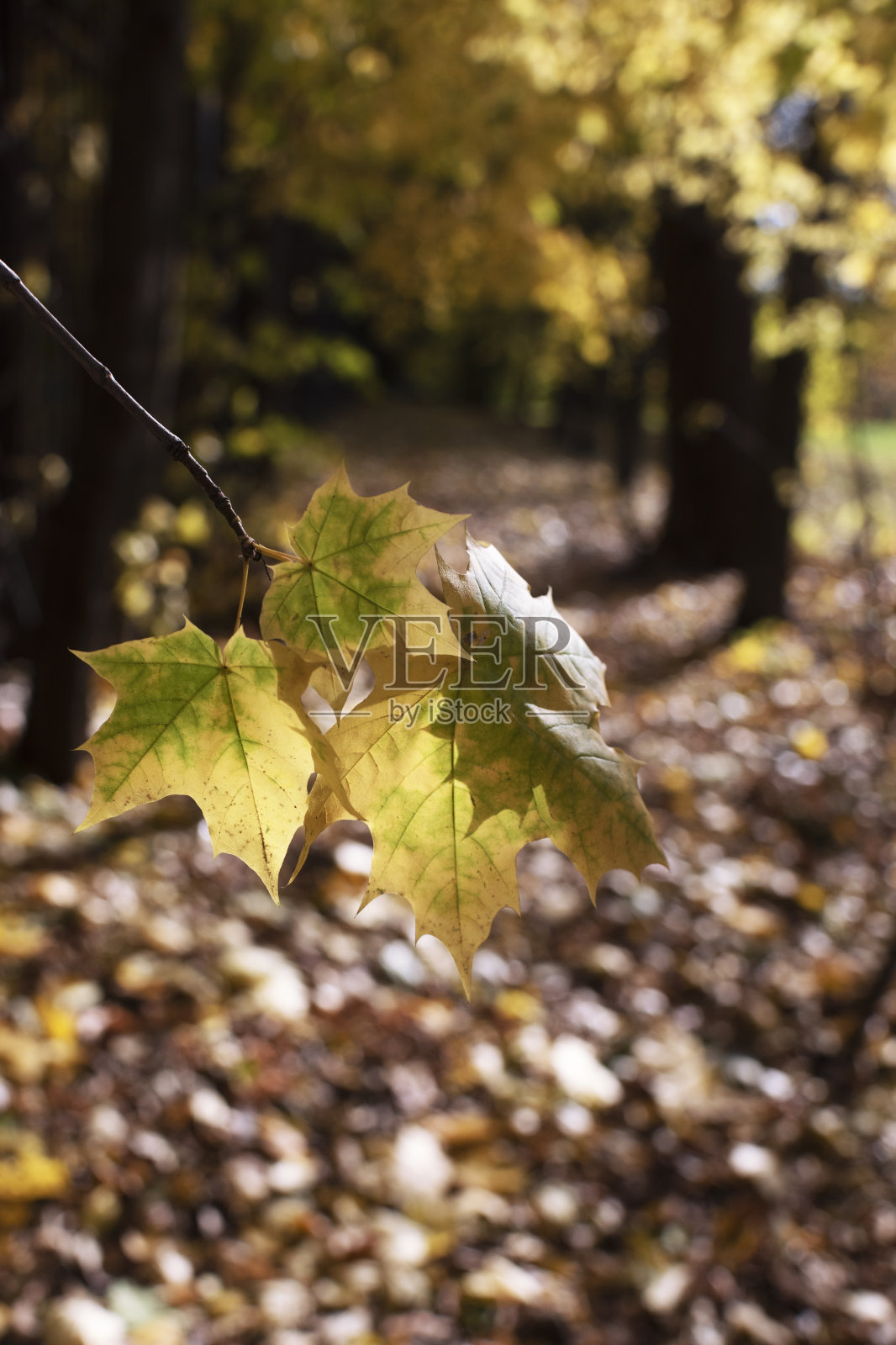 秋天的枫叶照片摄影图片