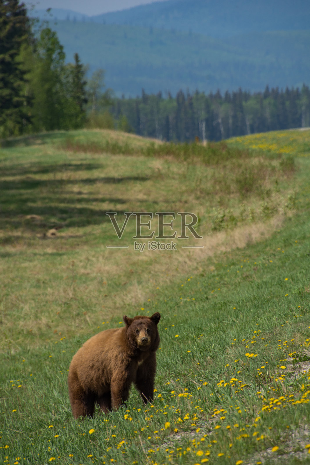 一只棕色的黑熊在花丛中照片摄影图片