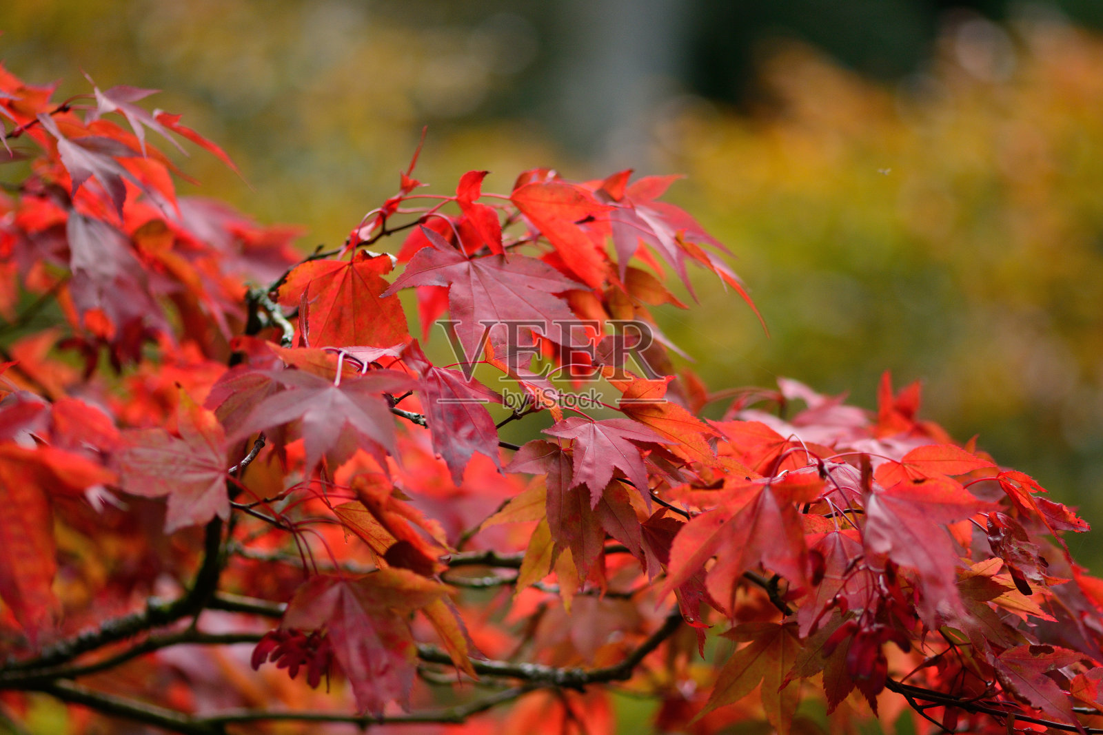 日本枫照片摄影图片