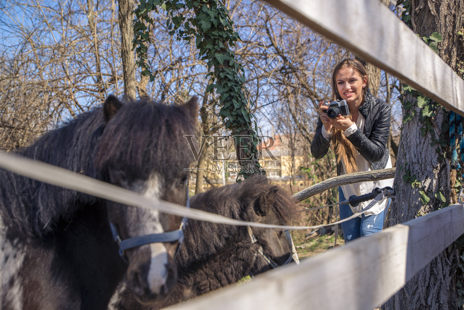 小马抚摸区域照片摄影图片