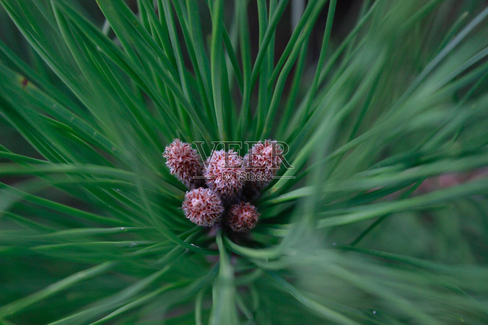 花盛开照片摄影图片