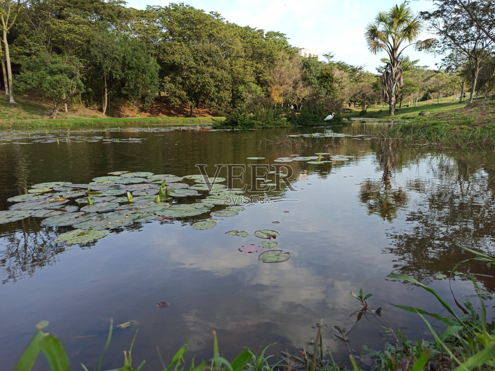 公园里的小湖照片摄影图片