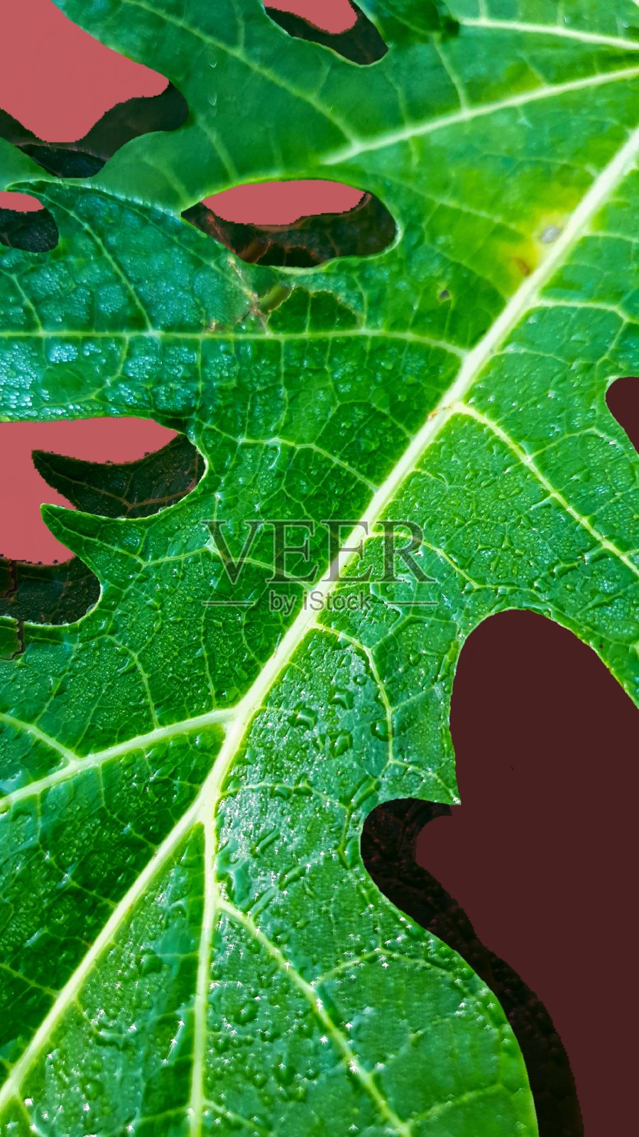 一个木瓜叶子在粉红色的背景颜色照片摄影图片