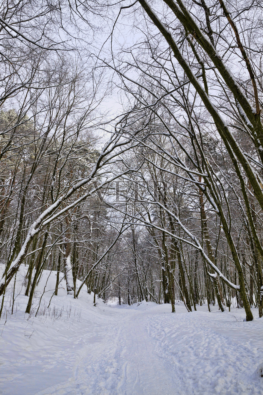 冬天的雪林照片摄影图片