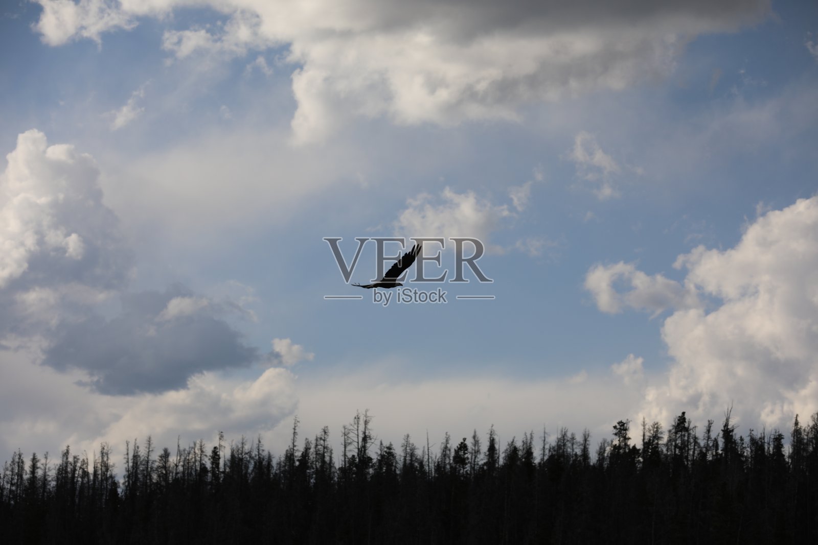 蓝天上秃鹰的剪影照片摄影图片