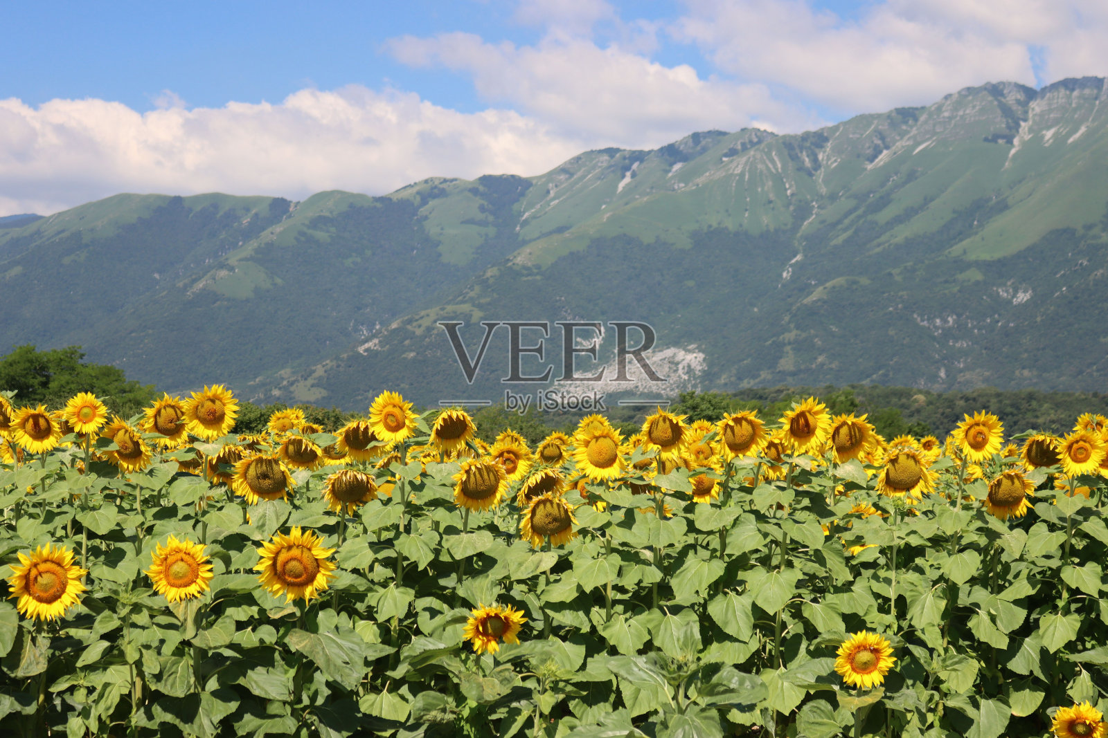 蓝天下盛开的向日葵照片摄影图片