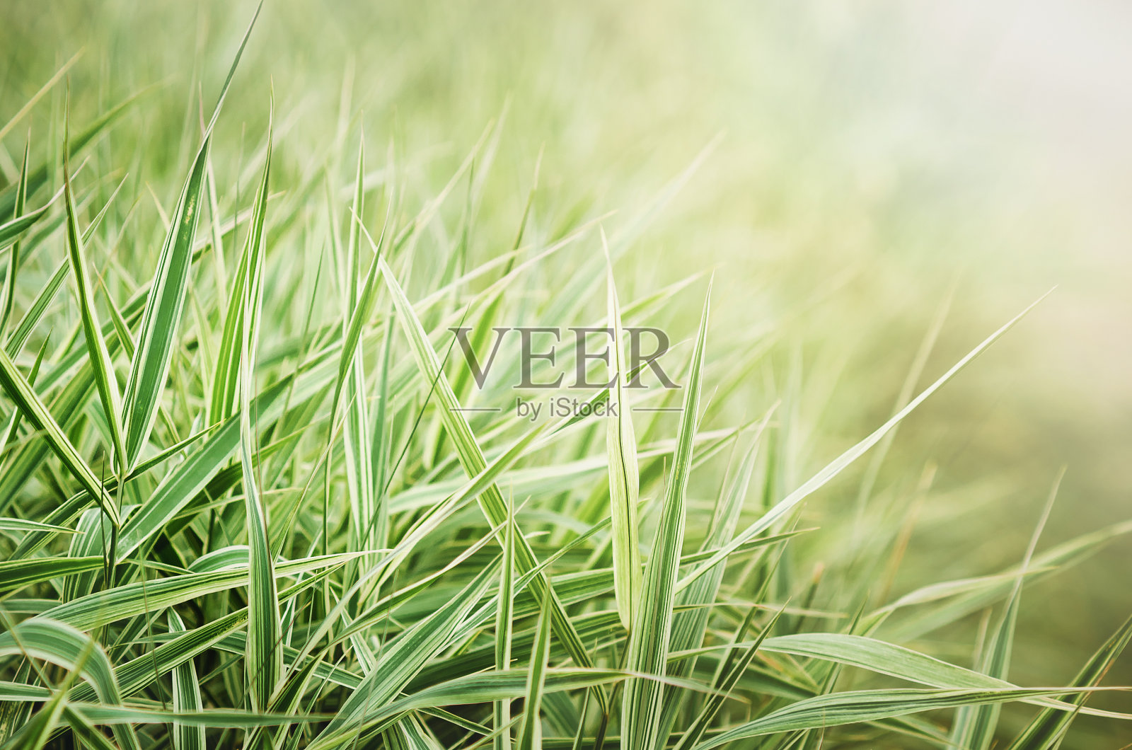 绿色和白色的虉草叶子。美丽模糊的自然背景与地方的文本，copyspace。照片摄影图片