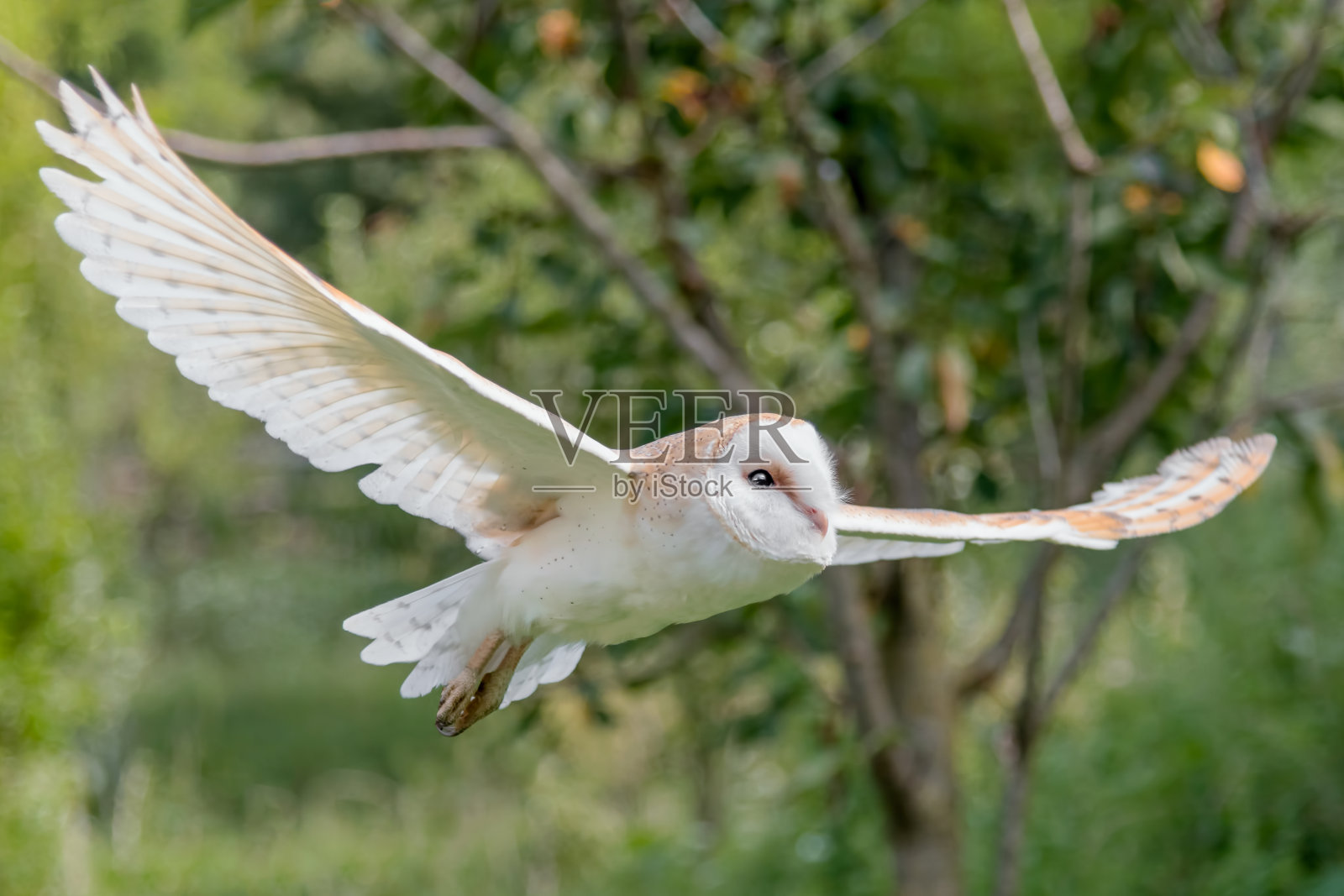 飞翔的仓鸮(Tyto alba)照片摄影图片