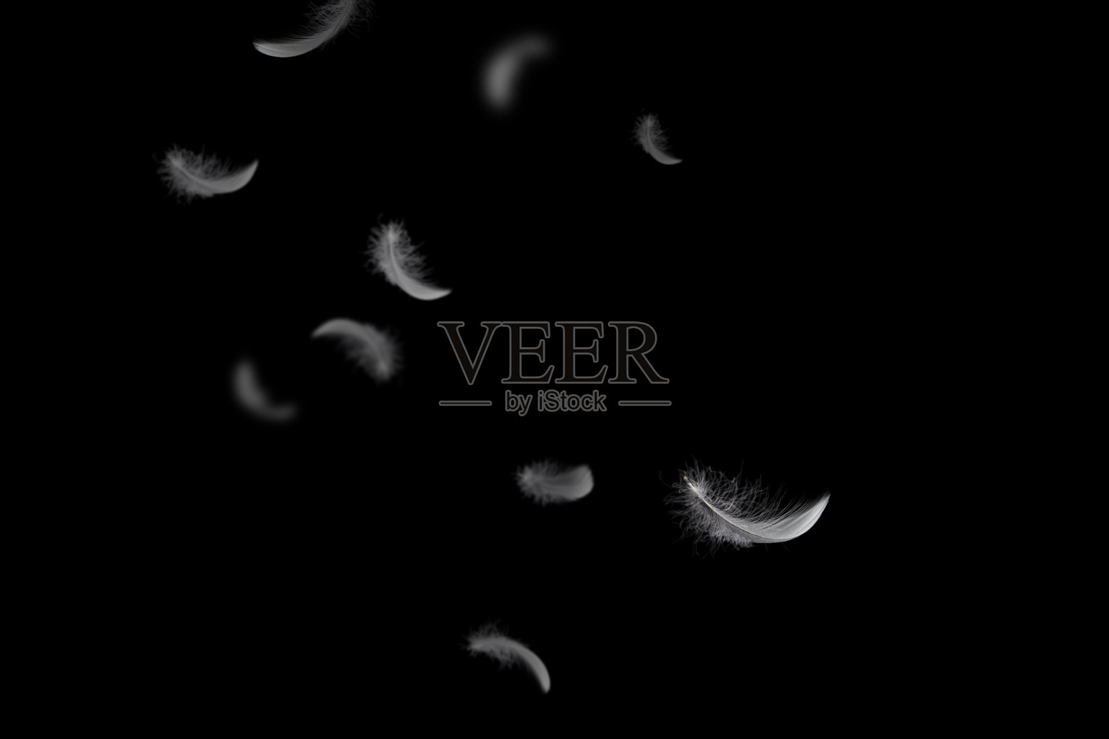 抽象的自由。一群轻盈蓬松的白色羽毛在黑暗中漂浮着。黑色背景。照片摄影图片