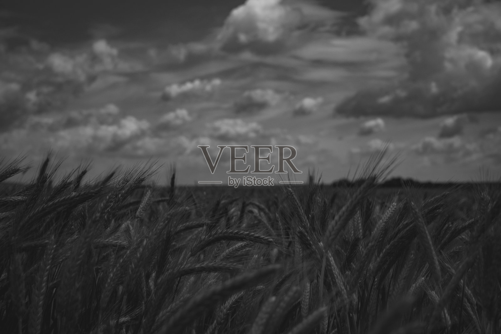 BNW麦田照片摄影图片