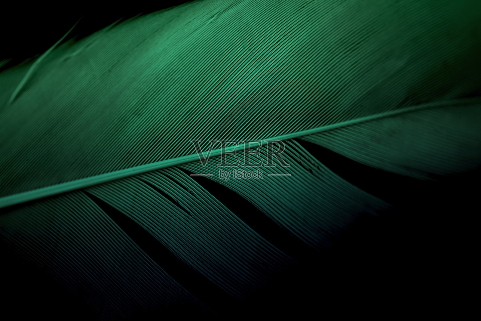 摘要，美丽的羽毛形状，微距照片深绿色羽毛纹理线在黑色的背景。照片摄影图片