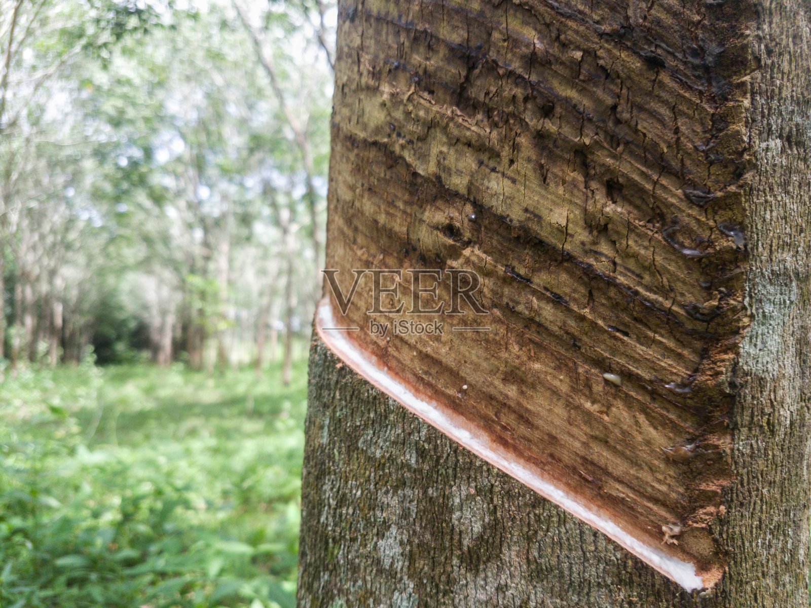 近距离采伐橡胶树。照片摄影图片