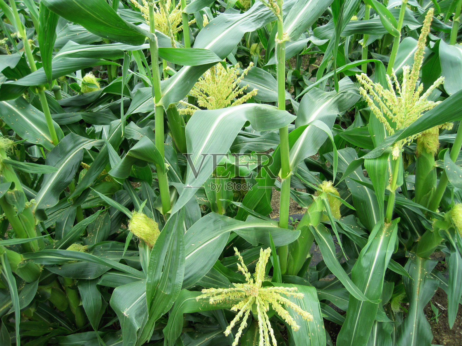 玉米田照片摄影图片