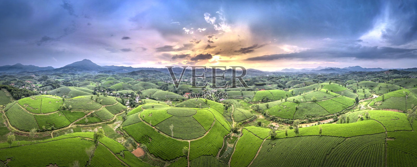 全景茶山，富寿省，越南的一个上午照片摄影图片