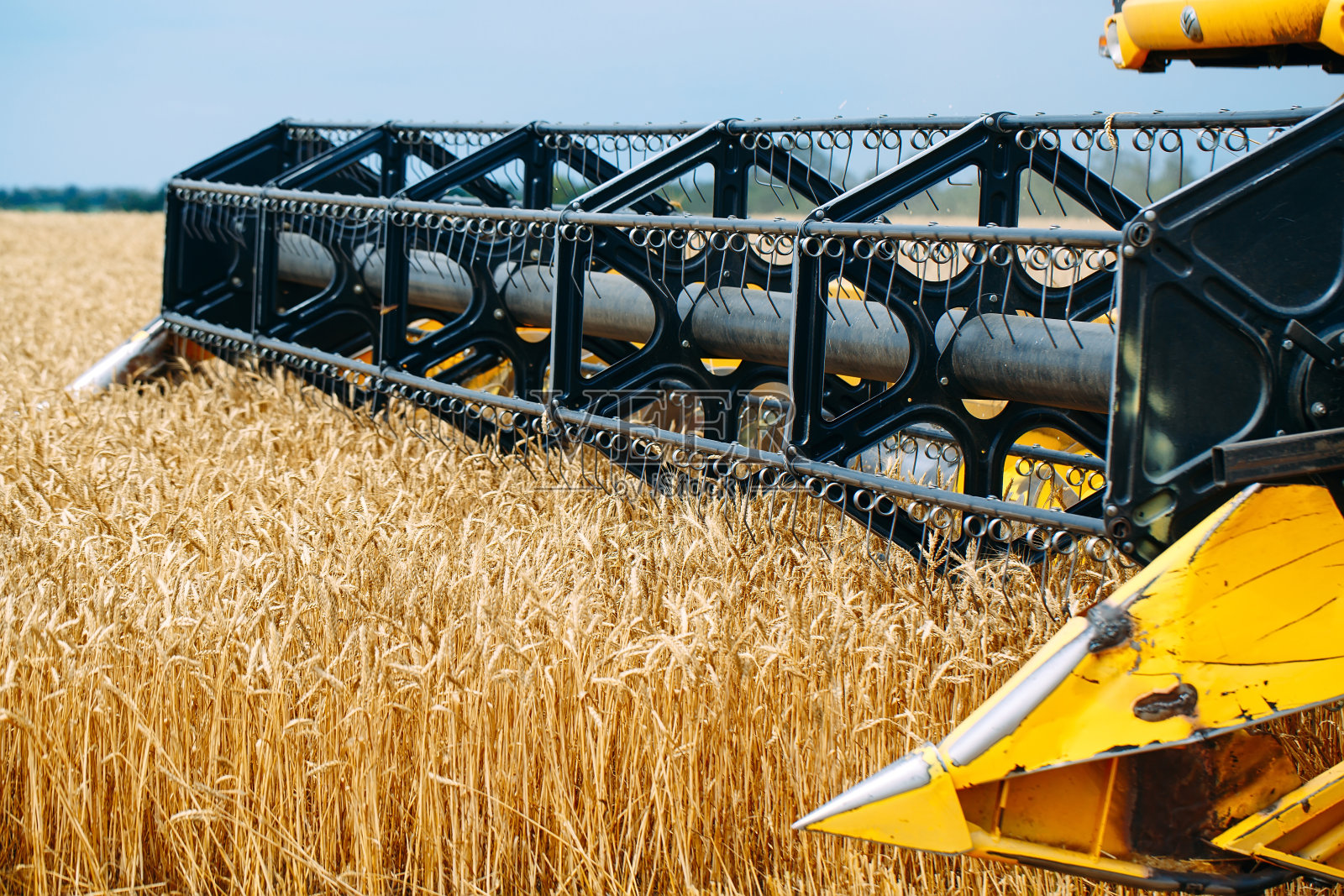 联合收割机收获成熟的小麦。农业。麦田。照片摄影图片