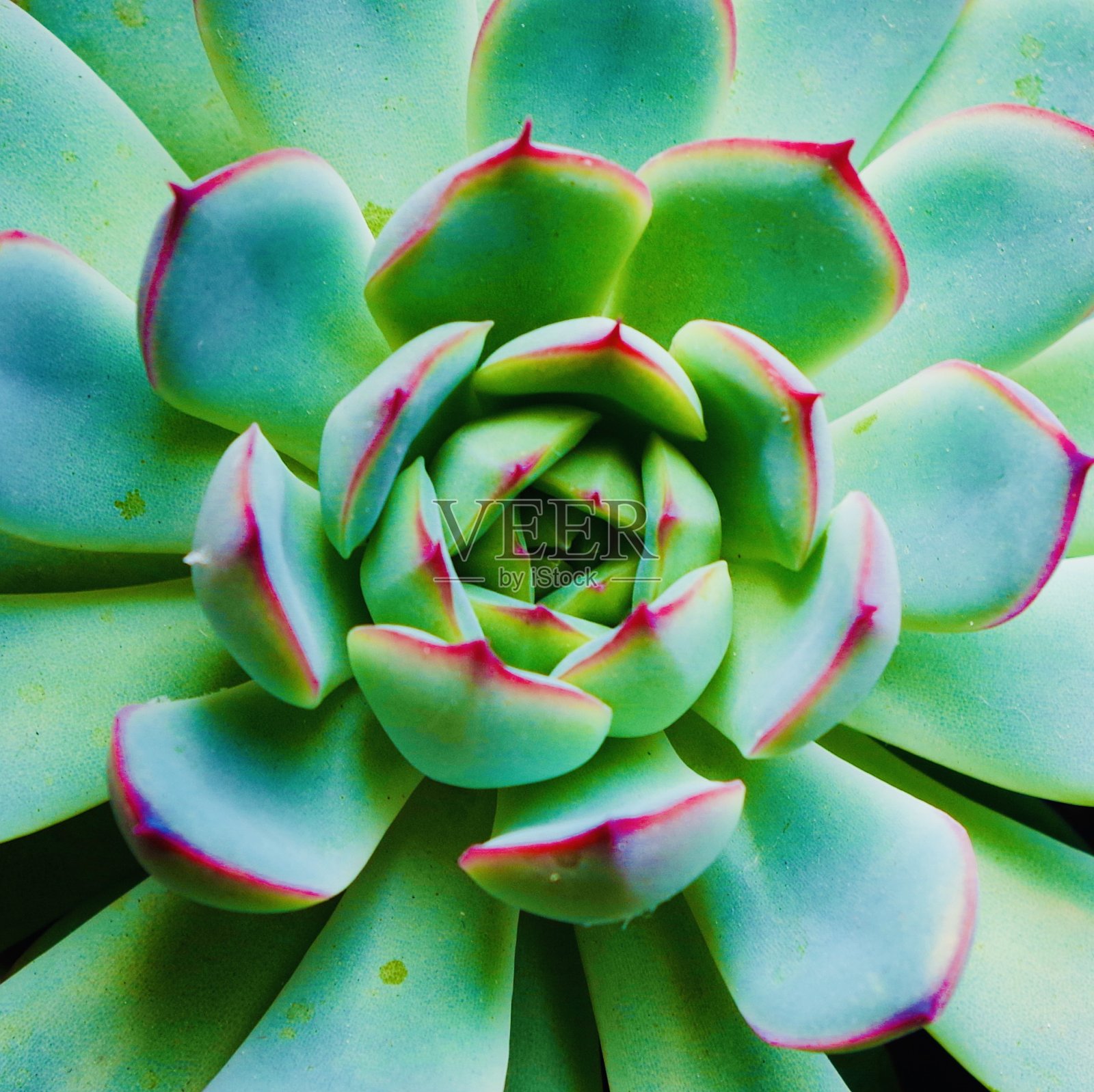 特写肉质植物为背景照片摄影图片