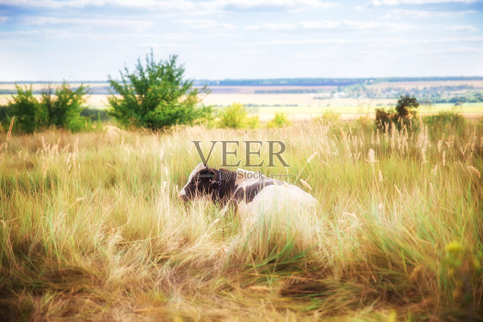 黑色和白色的公牛在草地上的田野。牛年。2021年的象征照片摄影图片