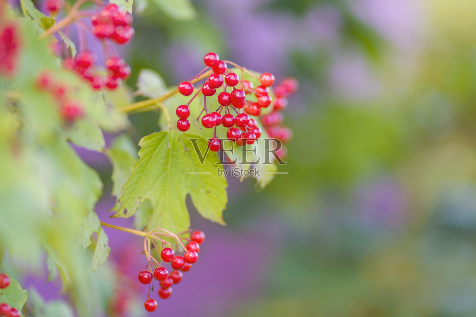在阳光下挂在树枝上的荚果。树枝上的一串红色浆果。金秋收获照片摄影图片
