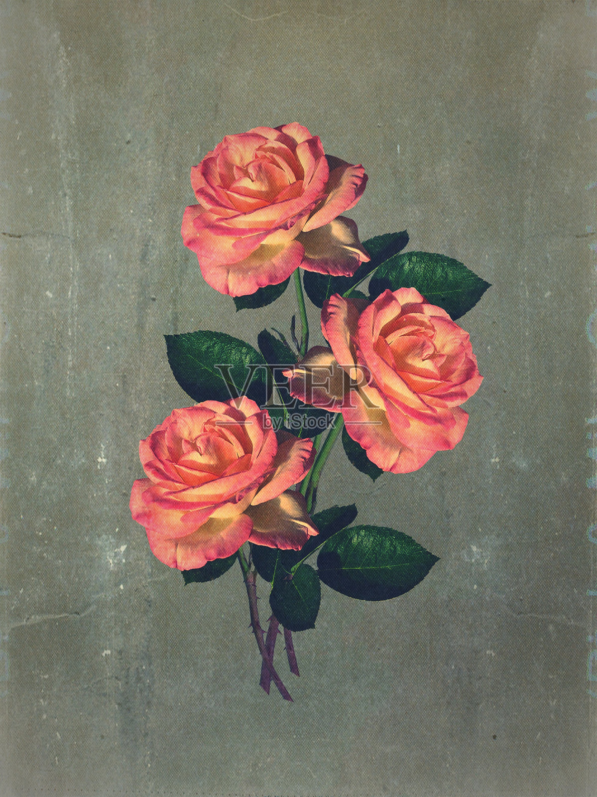 桃子颜色的玫瑰插画图片素材