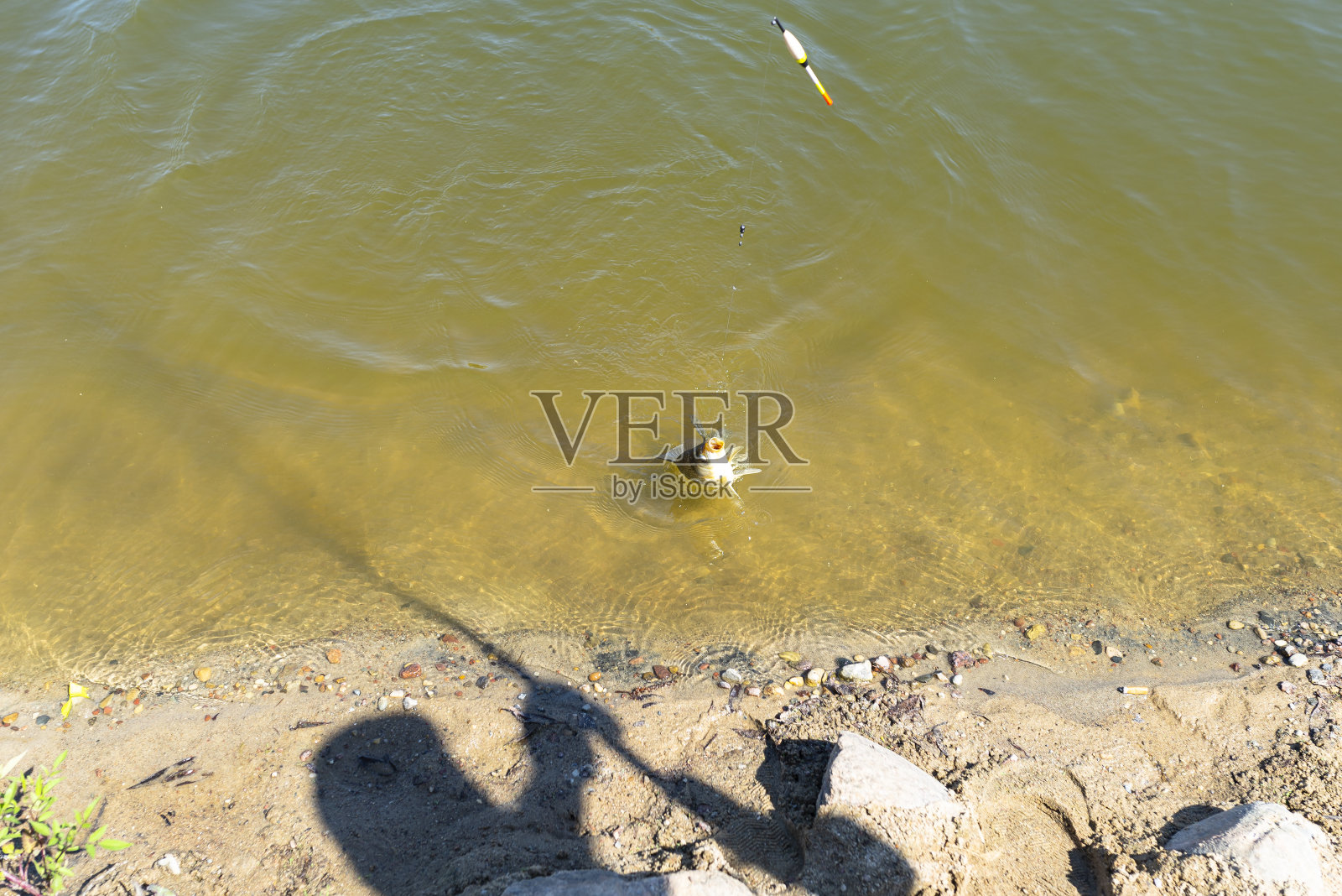 用钓竿把钓到的鲫鱼拖到池塘岸边，可以看到鱼线和浮子。照片摄影图片