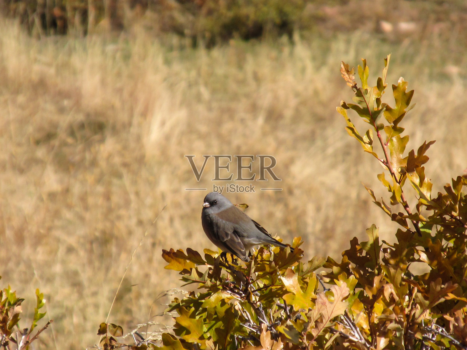 黑眼睛的灯芯草雀照片摄影图片