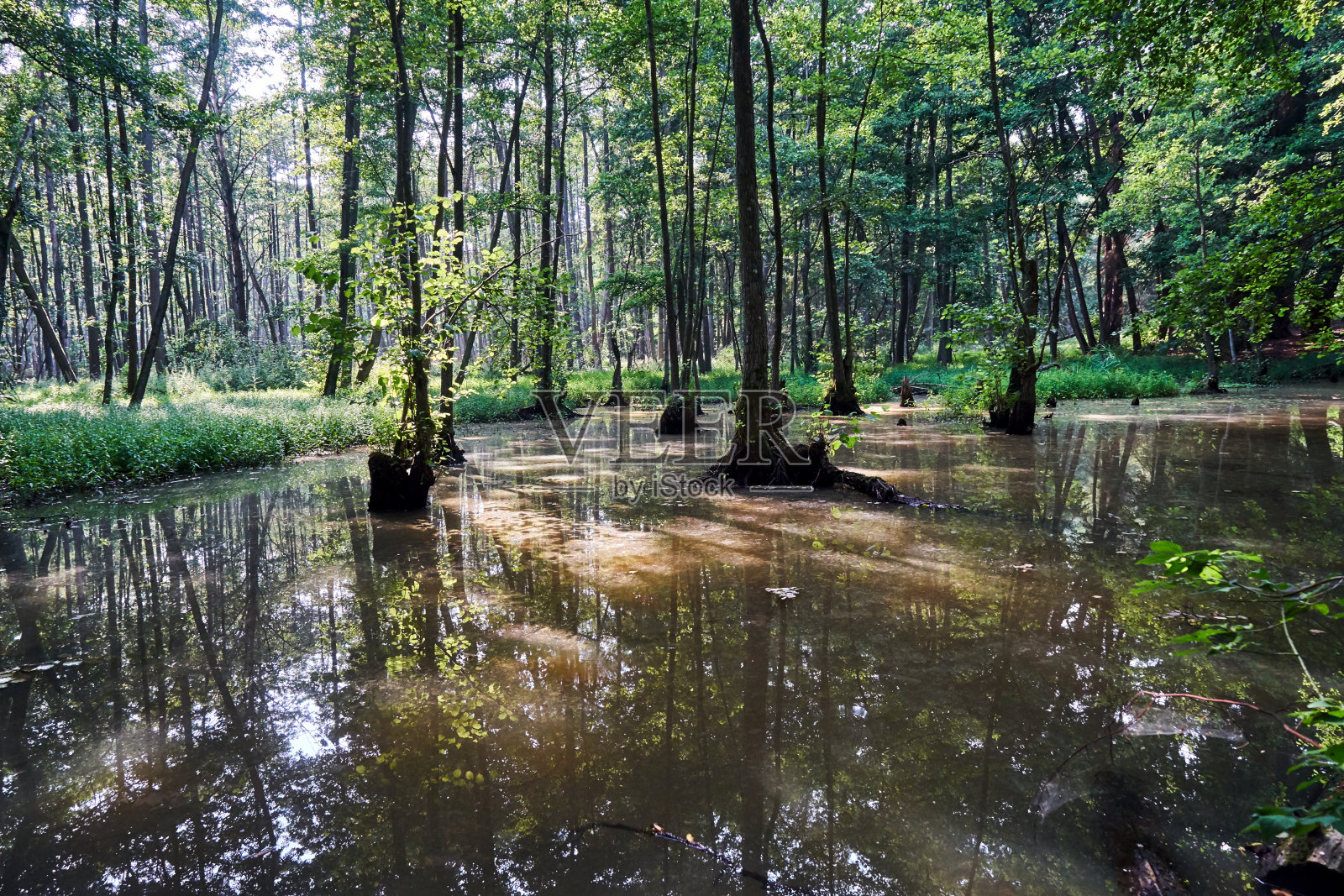 生长在森林中沼泽地带的落叶树照片摄影图片