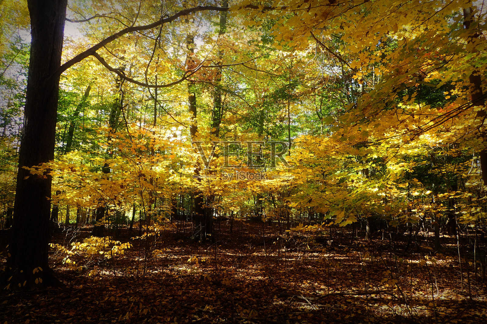 秋季森林照片摄影图片
