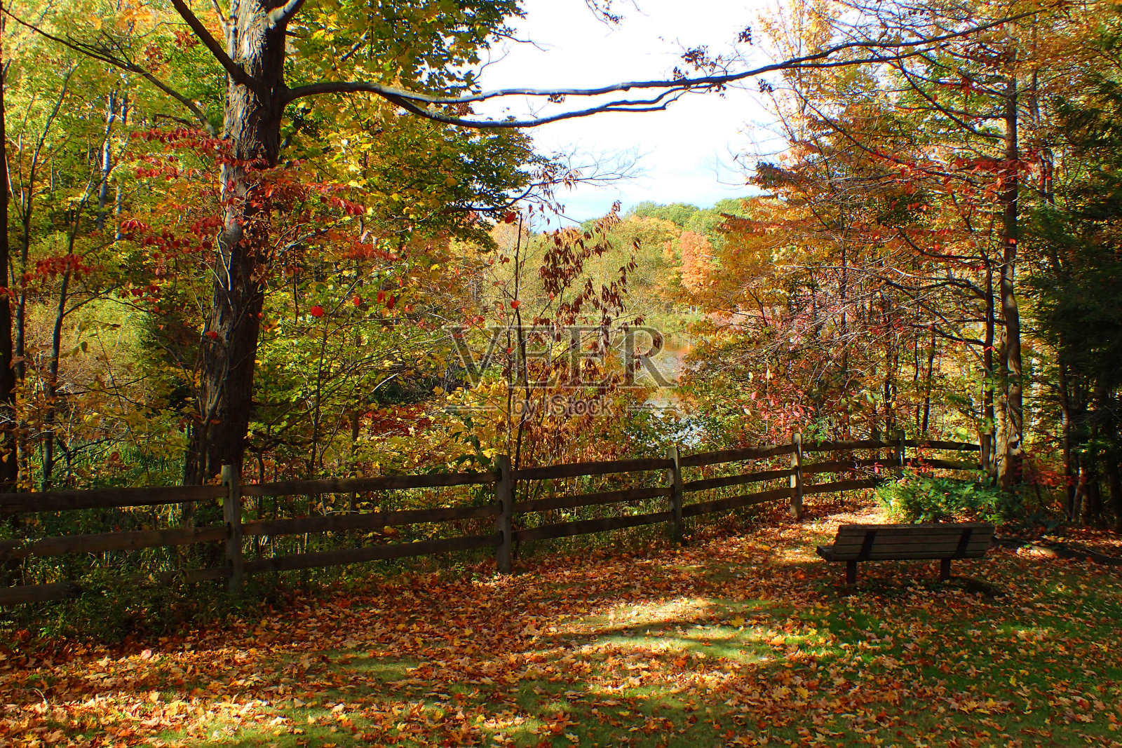 公园在秋天照片摄影图片