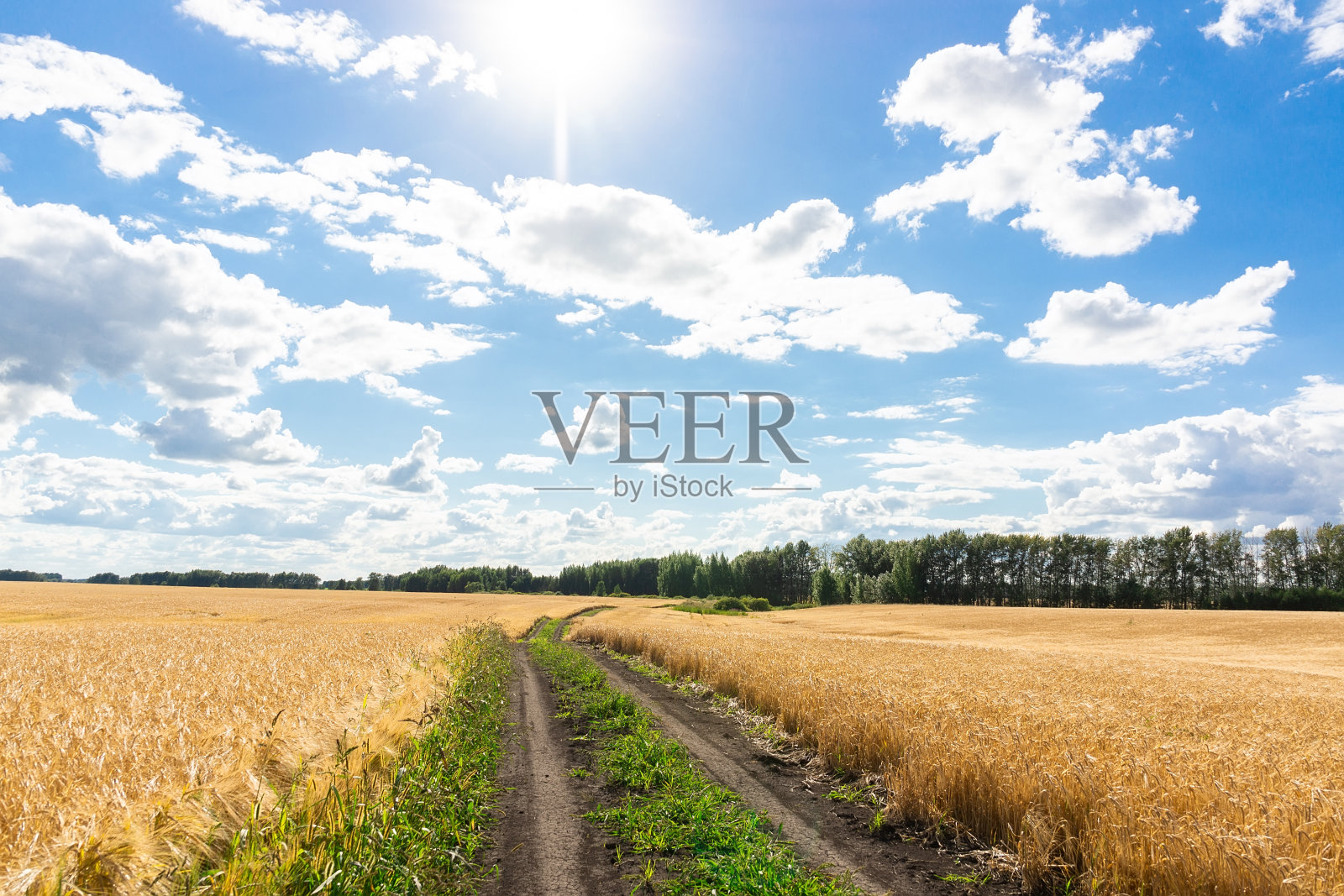 麦田里的路照片摄影图片