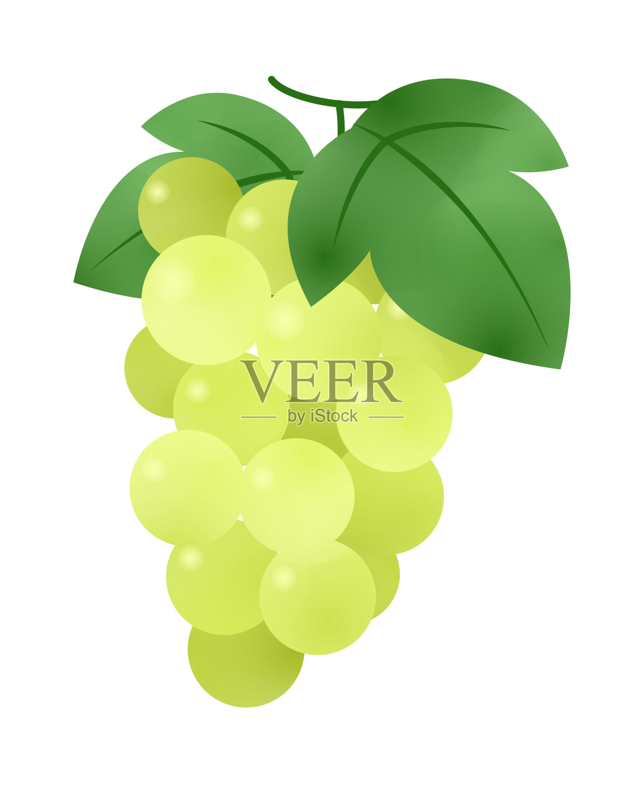 马斯喀特水彩风格插图设计元素图片