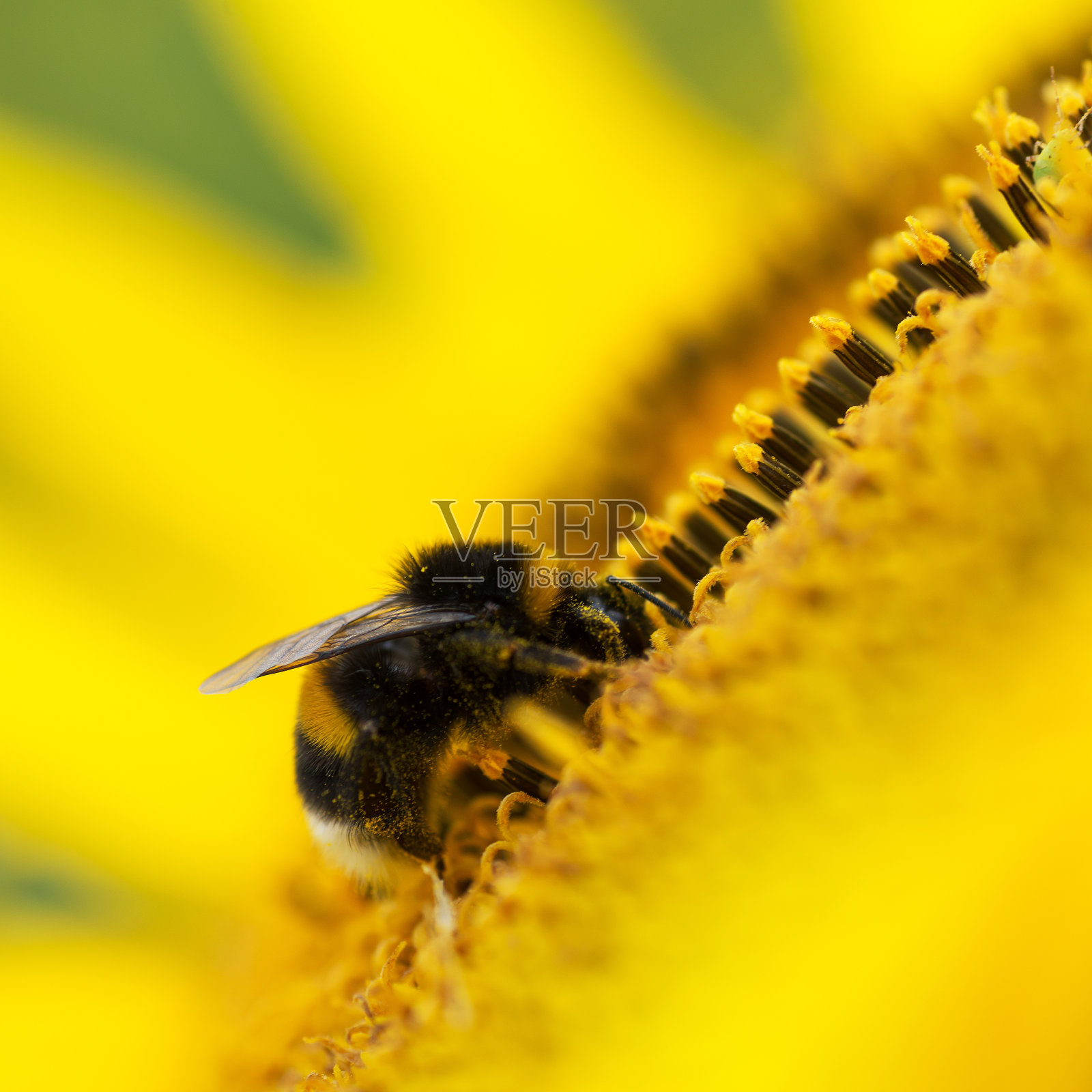 大黄蜂(熊蜂)在向日葵(向日葵)上，特写照片摄影图片