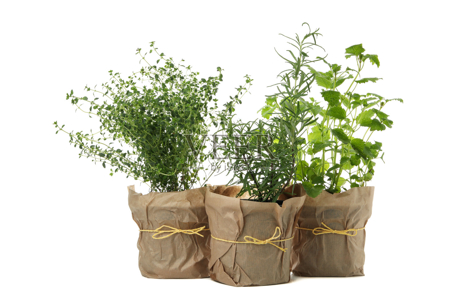 在白色背景下分离的花盆中不同的草本植物照片摄影图片