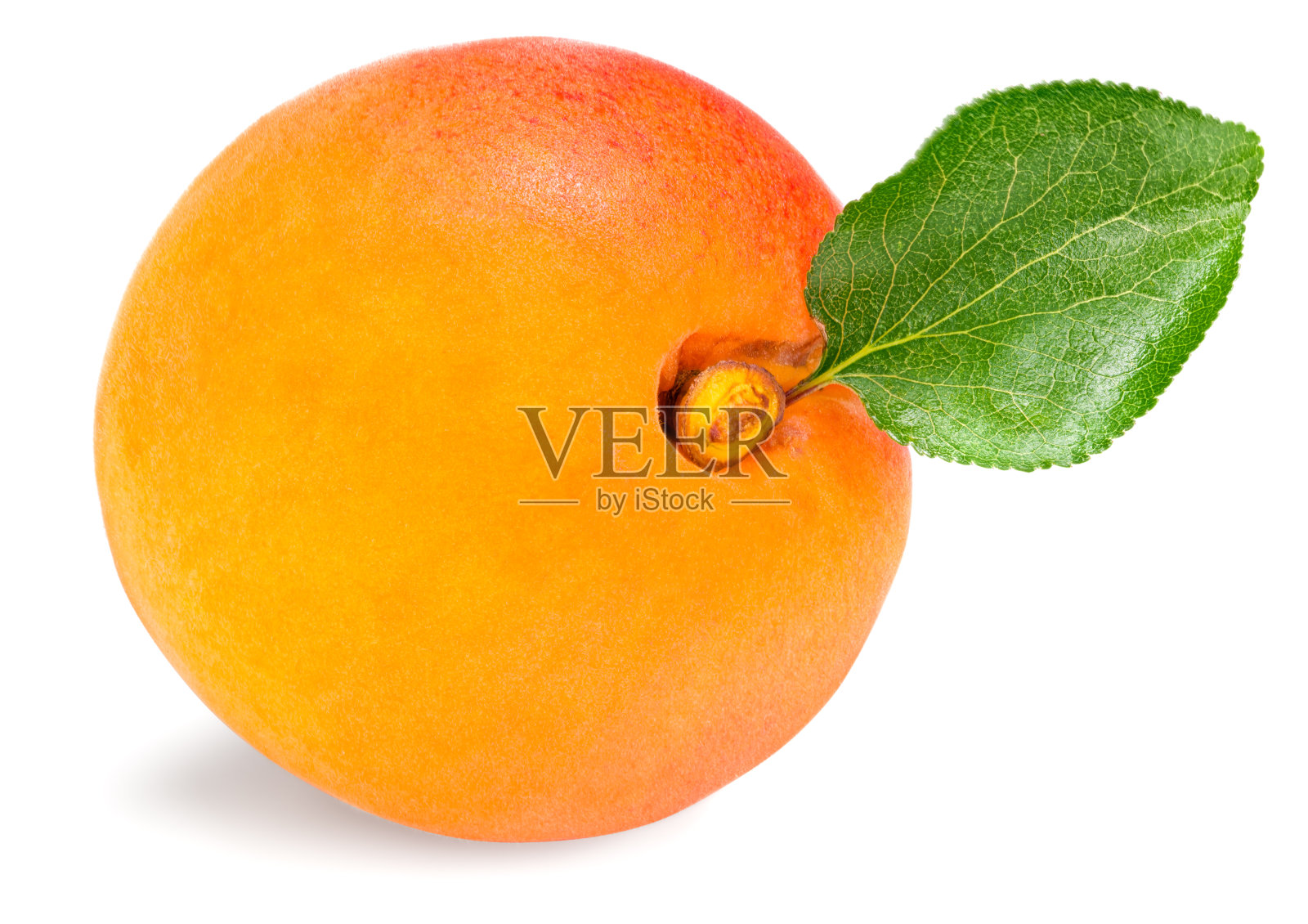 单独的杏子果实，绿叶孤立在白色背景上。全景深照片摄影图片