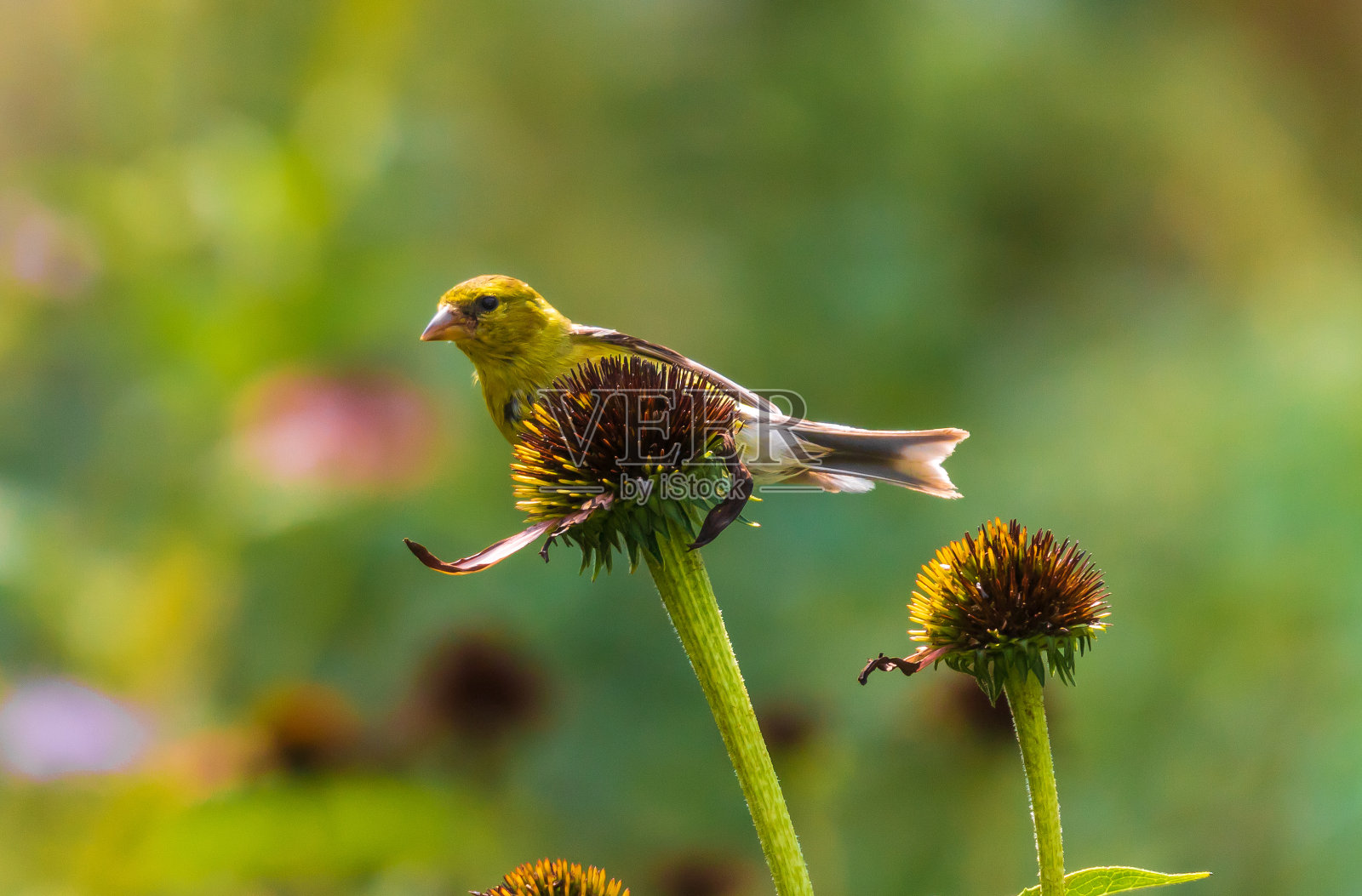 金翅雀在粉红色的松果花上照片摄影图片
