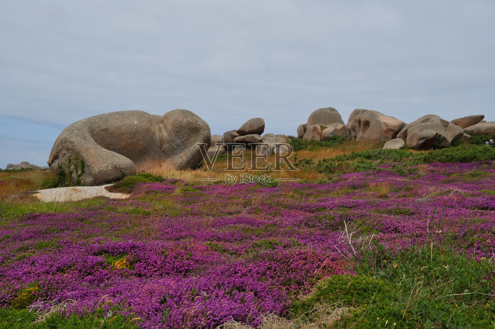 布列塔尼粉色花岗岩海岸的希瑟和岩石照片摄影图片