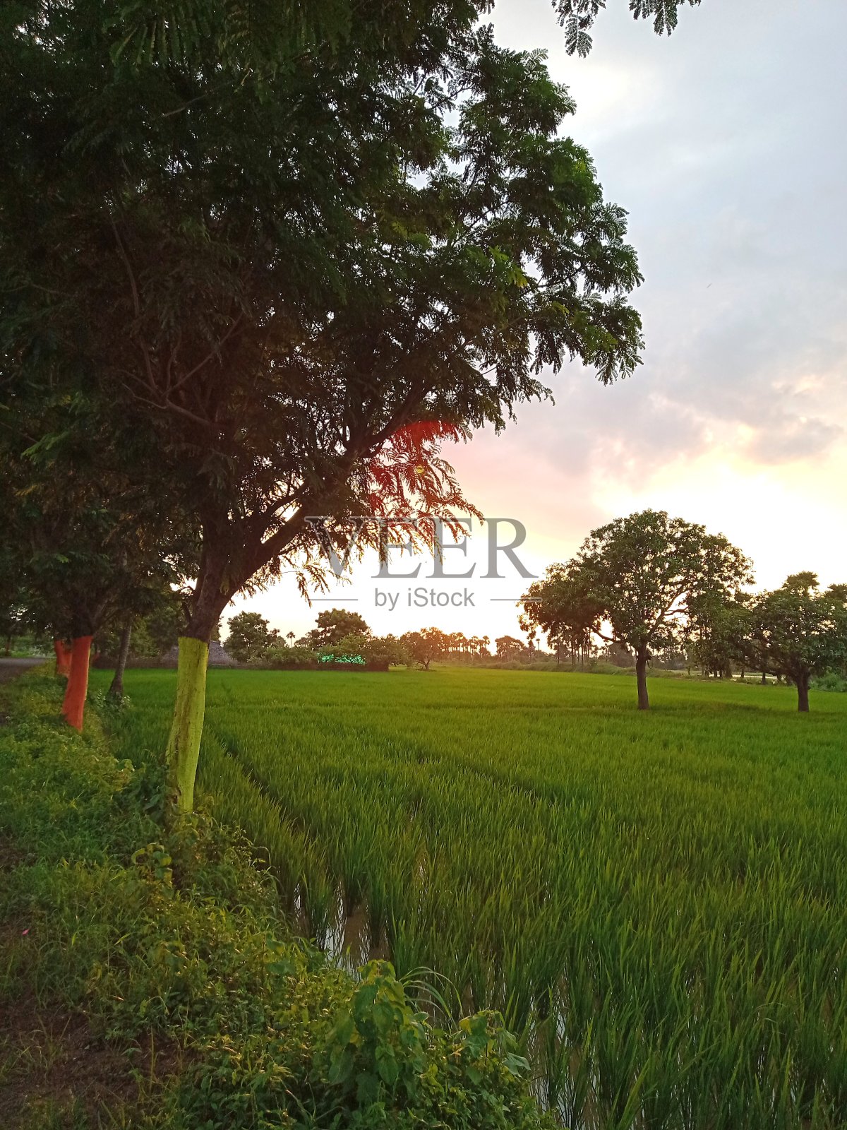 村子里的田野照片摄影图片