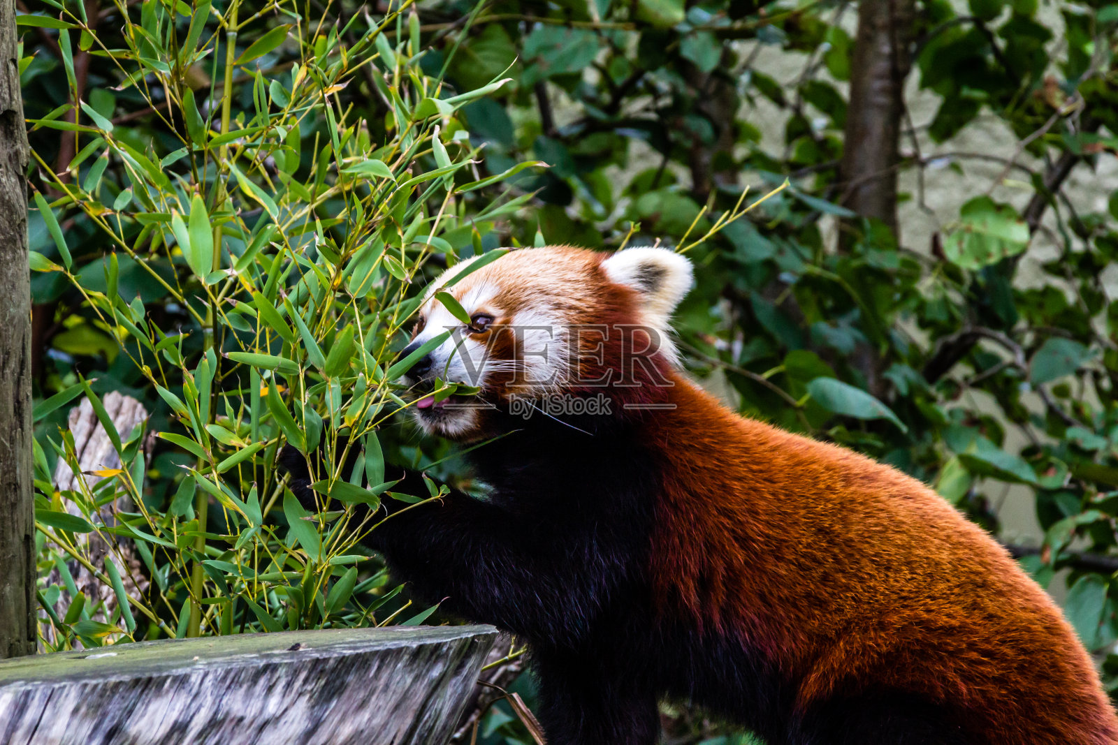 圈养的新西兰奥克兰，一只小熊猫(Ailurus fulgens)四处寻找食物照片摄影图片