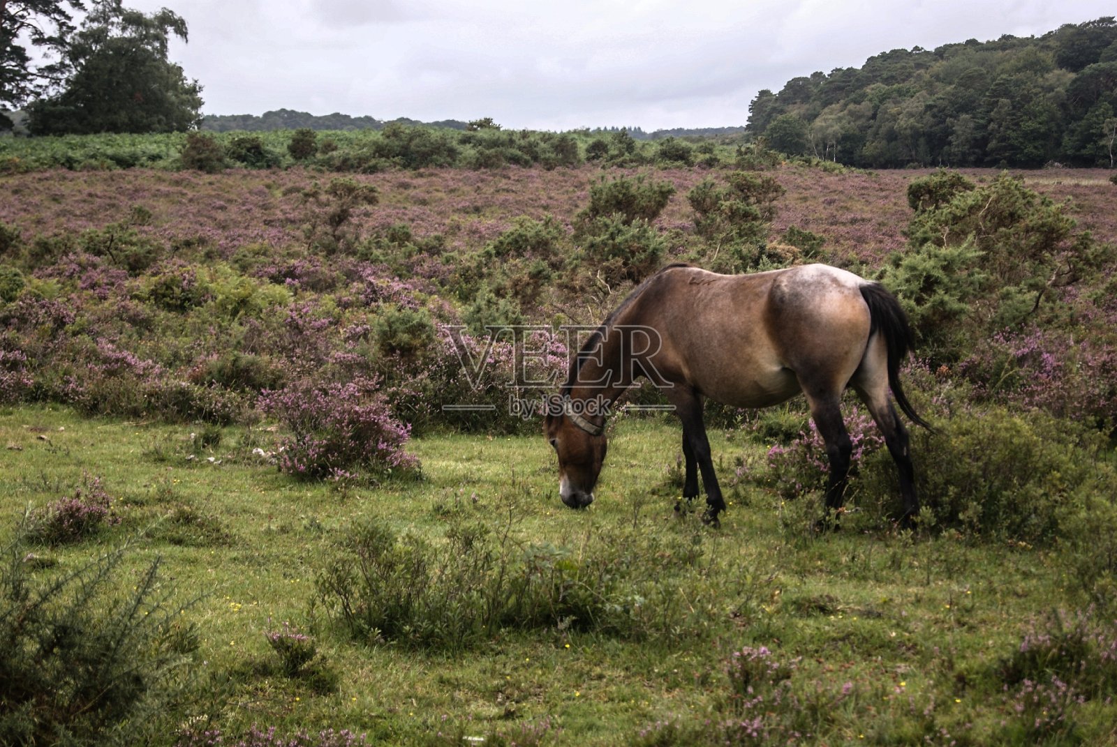 马与风景照片摄影图片