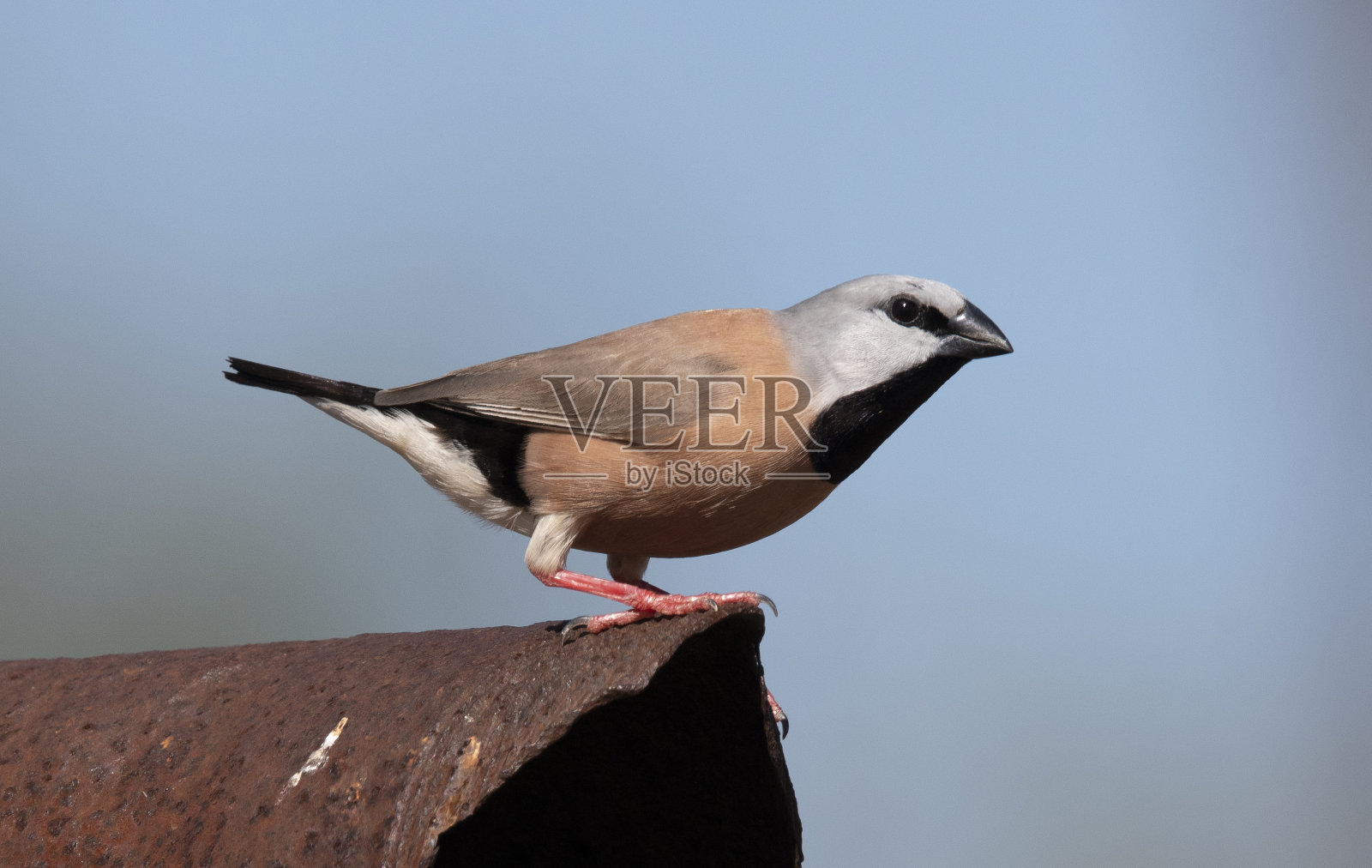 约克角Wildplaces照片摄影图片