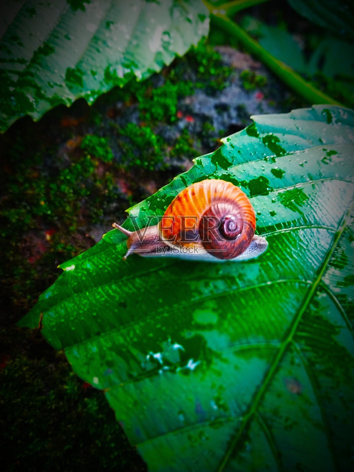 自然照片摄影图片