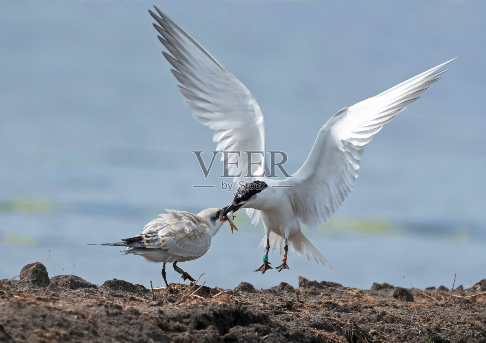 海鸥喙燕鸥，尼罗蒂卡龙照片摄影图片