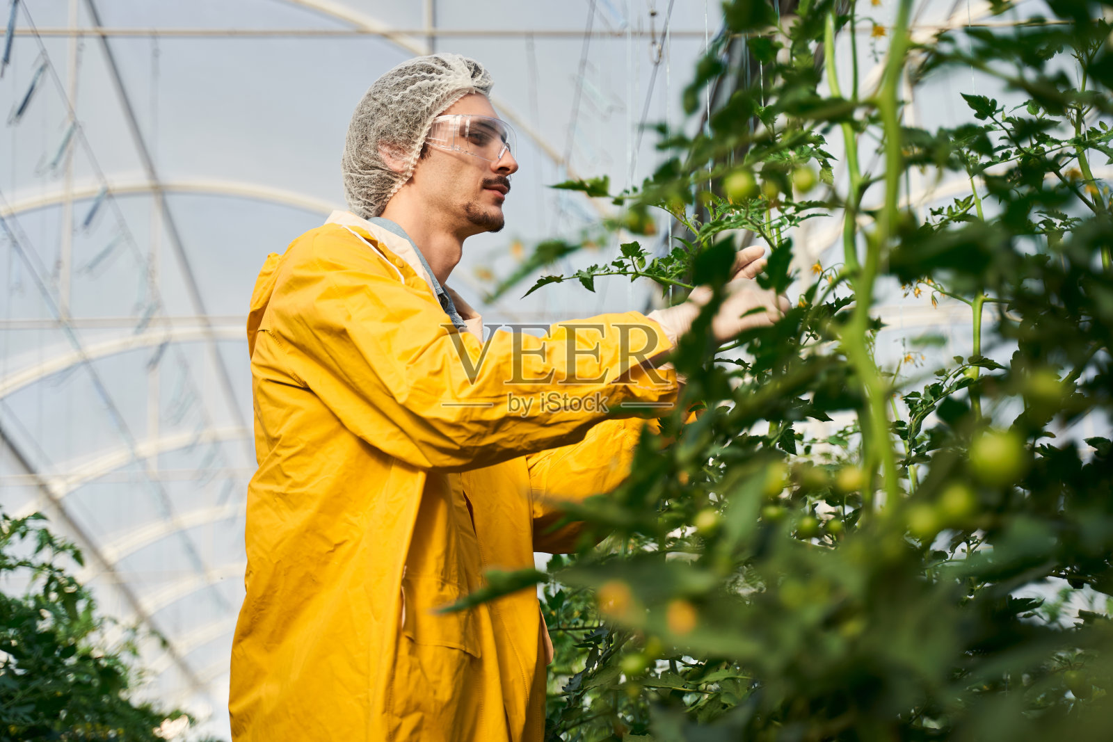 年轻的农学家在温室的玻璃屋顶下工作照片摄影图片