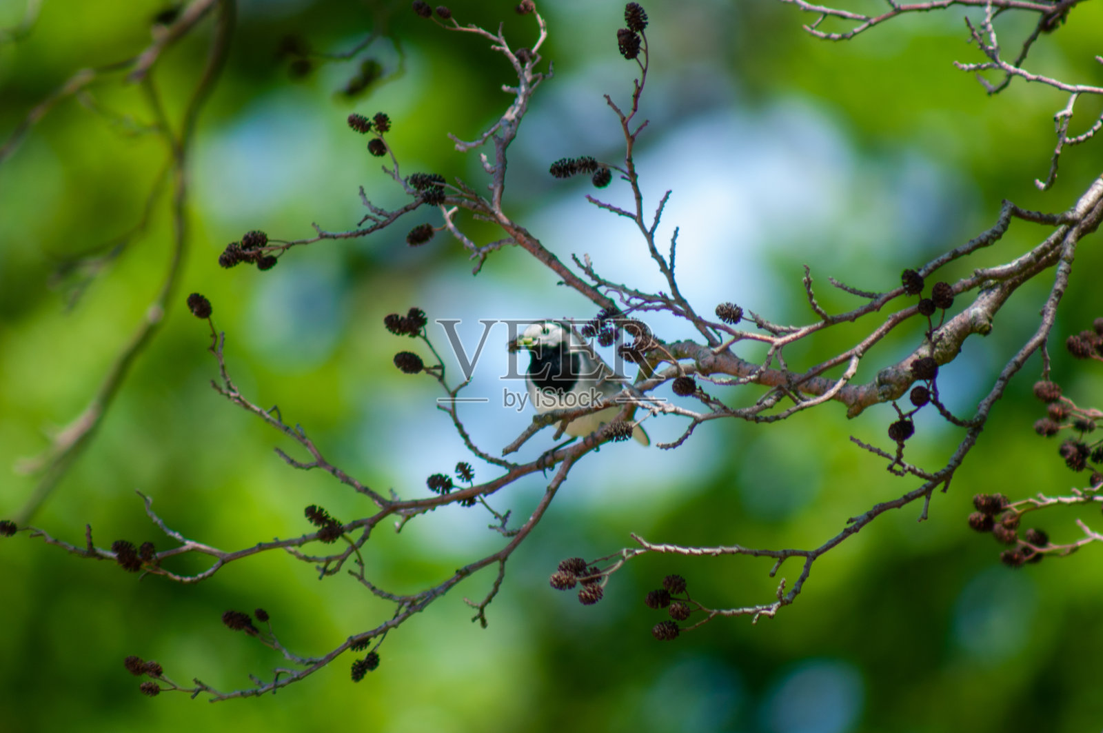 夏天的鸟照片摄影图片