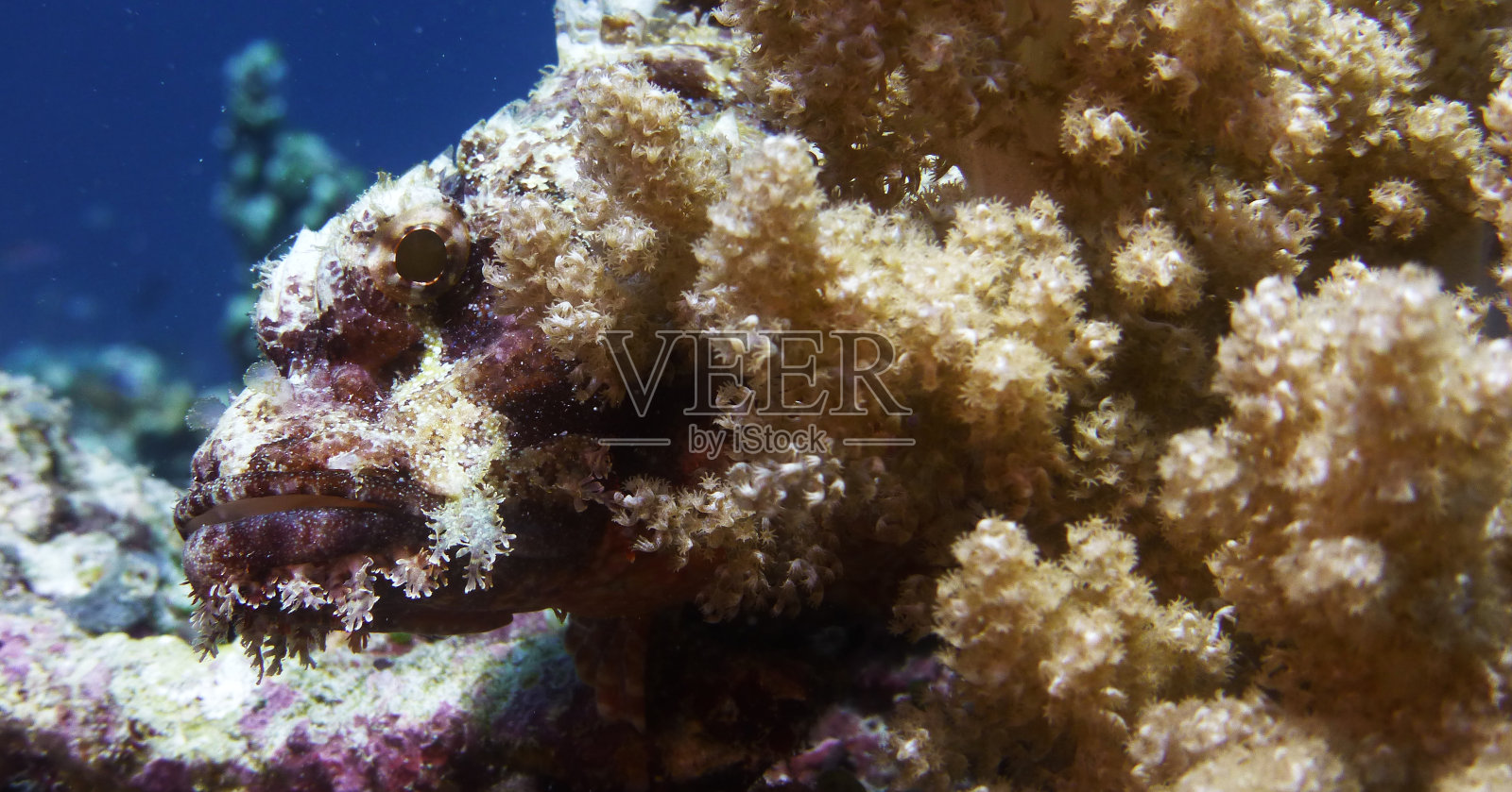 石鱼完美地伪装在珊瑚中照片摄影图片