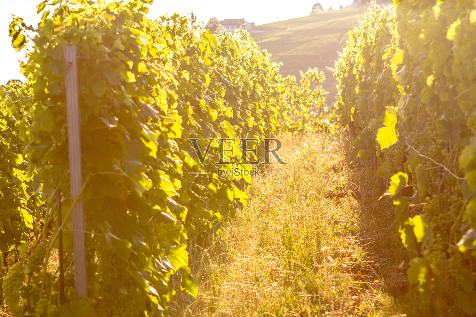 瑞士拉沃地区的葡萄园照片摄影图片